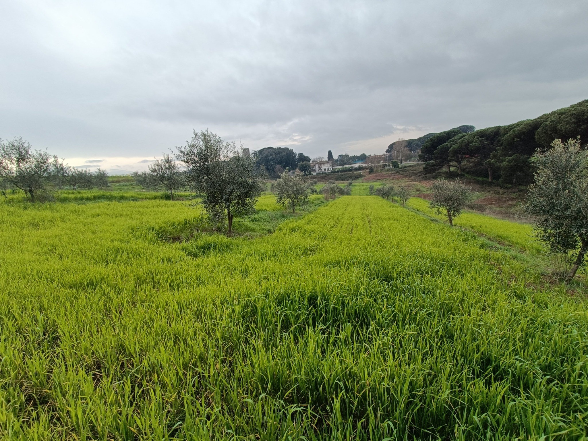 Campo agrícola de fondo